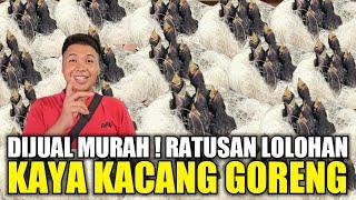 SEMAKIN PARAH ! RATUSAN EKOR BURUNG LOLOHAN DIJUAL MURAH KAYA KACANG DORENG DIKIOS SIGIT PB PRAMUKA