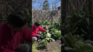 包心菜種植（糖麵包） Sugarloaf Cabbage harvest #gardening