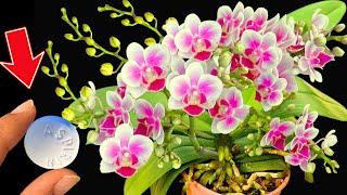 Discover the miracle: An aspirin helps orchids bloom forever