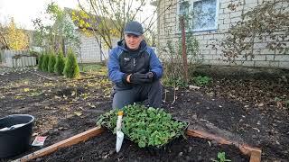 Осенняя посадка клубники по всем правилам. Сажаем клубнику осенью.