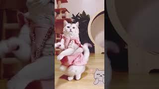 Cute Cat Funny Dance ️Best Funny New Clip  | New  Video try  #short