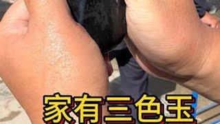 家有三色玉，胜藏万担粮，潘潘老师在玉石大巴扎带大家欣赏新疆和田玉聚墨玉青花三色红皮一线天籽料原石和田玉 玉石魅力 玉文化 籽料   青花籽料一线天 @DOU+小助手  @抖音小助手  @潘潘老师