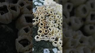 What Are Barnacles?