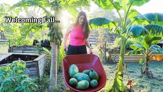 GARDEN VLOG I Harvesting watermelon, making room for Fall crops + Garden updates #fallgarden