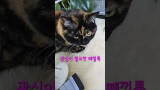 2025 야린이가 된 주인과 그걸 바라보는 고양이 #고양이일상