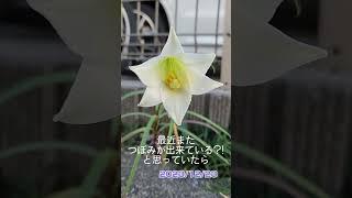 不思議なユリが咲きました #lily #flower #garden #ゆり #植物 #ガーデニング