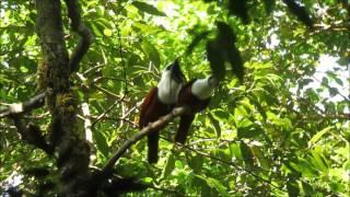 Three Wattled Bellbirds March 2016