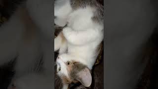 Вечірні розваги котика на кухні #shorts #shortsvideo #cats #funnycats #cat #котики