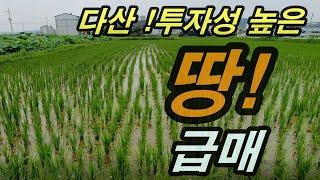 [물건번호-107]경북 고령 다산 농지매매#초급매#위치짱#298평 당55만원#화원 인근 대토환영#오부TV-오소장 010-4584-2100