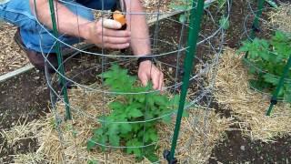 Tomato Growing Tips | Tomato Pruning And Feeding | Tips For Growing Tomatoes