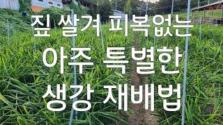 한번도 보지 못한 아주 특별한 #생강 재배법