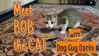 WHO LIKES KITTENS? MEET the CAT | KITTEN PLAYING | Dog Guy Darin OCT 9 2020 | Cat Videos