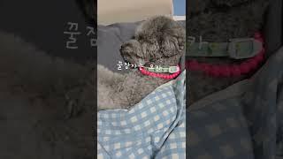 #댕댕이일상 #꿀잠영상