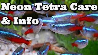 Neon Tetra Care, Information and advice