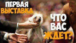 Первая выставка вашей собаки. Что вас ждет?