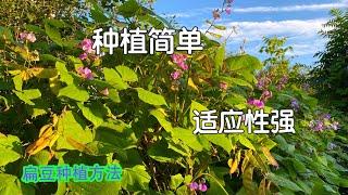 扁豆种植  最好种的豆角类蔬菜（豆角  眉豆）