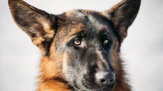 18 Things All German Shepherd Owners Must Never Forget