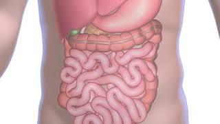 The digestive system.