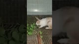Rabbit#lovemalayalam#videos#Dhiyazzz world