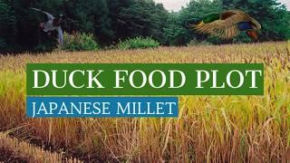 Duck Hunting Food Plot Japanese Millet