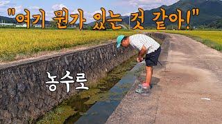 1km 농수로 뭔가 있을 것 같아 통발을 던져봤더니 대박났다! @연천 고려인삼축제