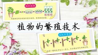 三年级 KSSR Semakan 科学 单元五 植物 【植物的繁殖技术】~ 组织培养 & 高枝压条法