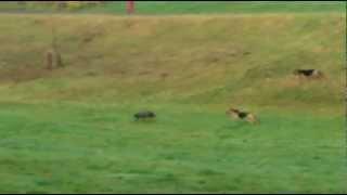 German shepherds v Lurcher