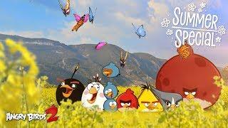 Angry Birds 2 | Live Butterflies - Summer Special