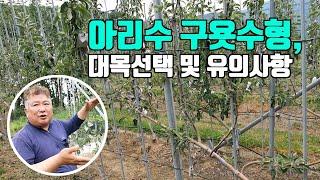 아리수 구욧수형, 대목선택 및 유의사항