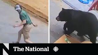 #TheMoment a black bear surprised a man inside a garage