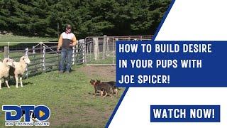 How To Build Desire In Your Pups With Joe Spicer!