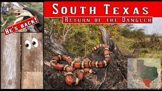 The Dangler Returns - now it's huge! Snake hunting the Tamaulipan desert for milksnakes