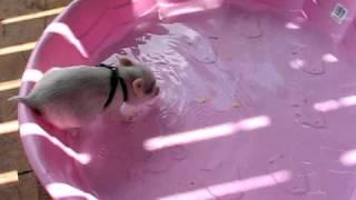 Hamlet the Mini Pig - Jumps in Pool!