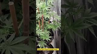 Purple auto original sensible seeds