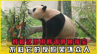 试图用韩语呼唤福宝，不料它的反应笑坏众人，#大熊猫#福宝#国宝