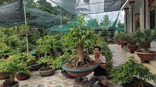 0962 769 923 gặp Thiện[ mai bonsai hàng đẹp đáng sưu tần