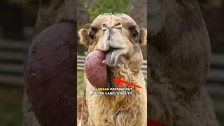 Why Camels Spit Out Their Organ!