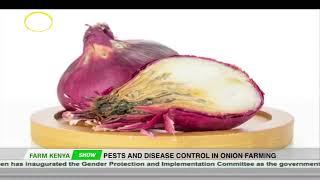 Pets and disease control in onion farming | Farm Kenya