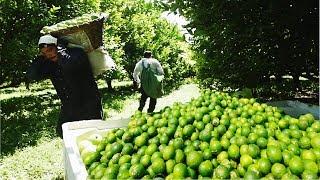 Lime Fruit Cultivation Technology - Asian Green Lemon Farming and Harvest