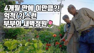 [ SUB ] 새벽을 기다리는 부부 A Couple Waiting for Dawn | 정원의 발견 Wonders of Garden | KBS제주20230512방송