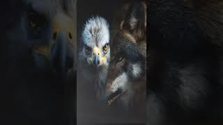 Epic Eagle to Wolf Transformation - AI Animation | aipannet