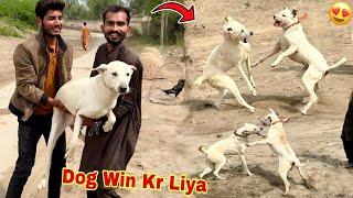 Phadda Kr Sy Gabbar Badmash Ny 1 Dog Jeet Liya