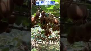 #shorts#fyp#kiwi#fruitplant#youtubeshorts#sport#channel#agrivologs