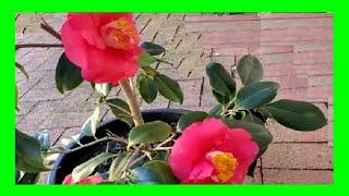 How To Grow Camellias in Pots : Camellia Plant Care in Containers