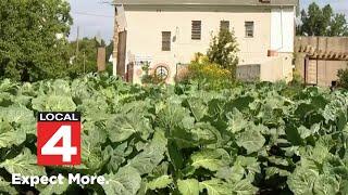 Collard Green Cook-Off event aims to improve access to fresh foods in Detroit