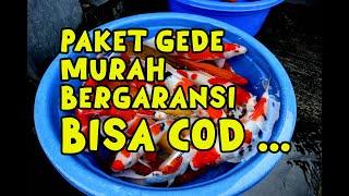 MASIH TERSEDIA HARI INI !!! PUSAT KOI BLITAR HARGA MURAH MERIAH !!! | Dua Putri Koi | 23-09-2024