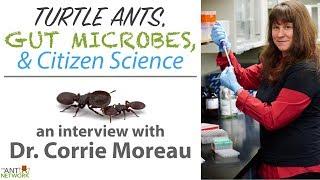 Turtle Ants, Gut Microbes, & Citizen Science | Interview w/ Dr. Corrie Moreau