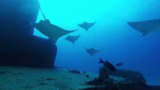 Shipwreck Dive 85ft. in Cancun Minesweeper C58