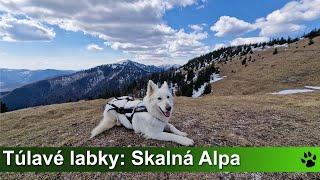 Túlavé labky: Skalná Alpa (Veľká Fatra)