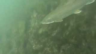 Lower niagara river scuba dive at artpark part-2